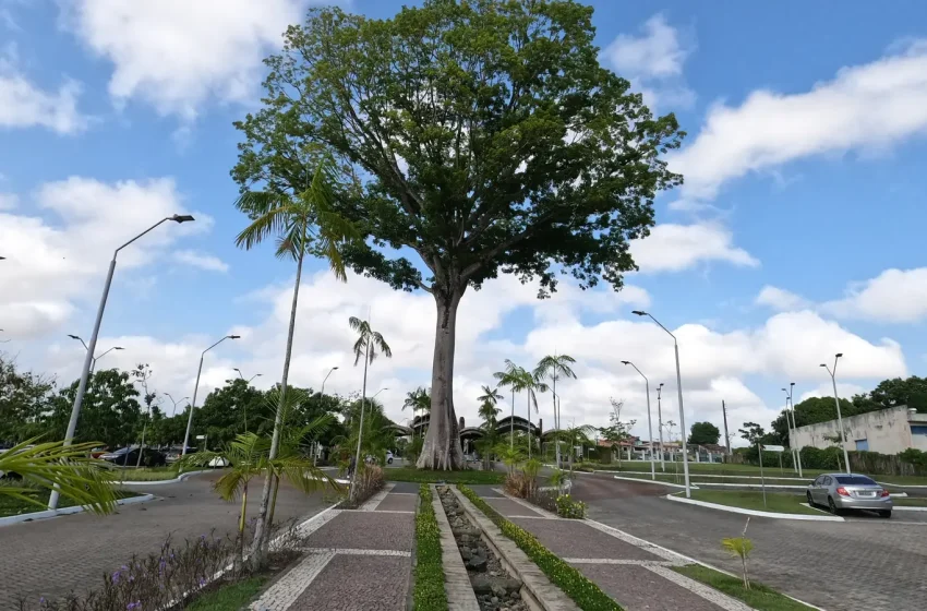 Área arborizada do Parque Estadual do Utinga, em Belém, sob céu azul