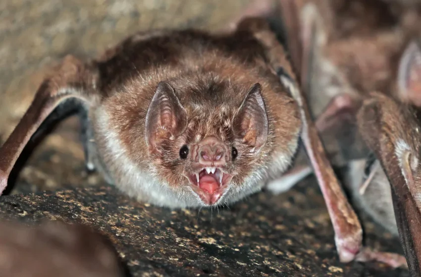 Morcego-vampiro-comum pendurado em tronco de árvore