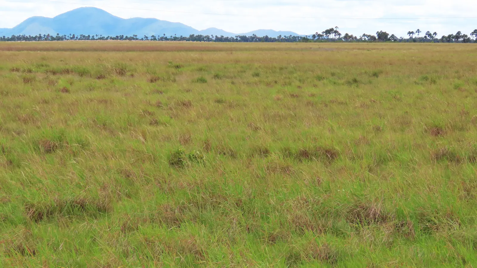 Campo de lavrado, vegetação típica de savana de Roraima, com serra ao fundo