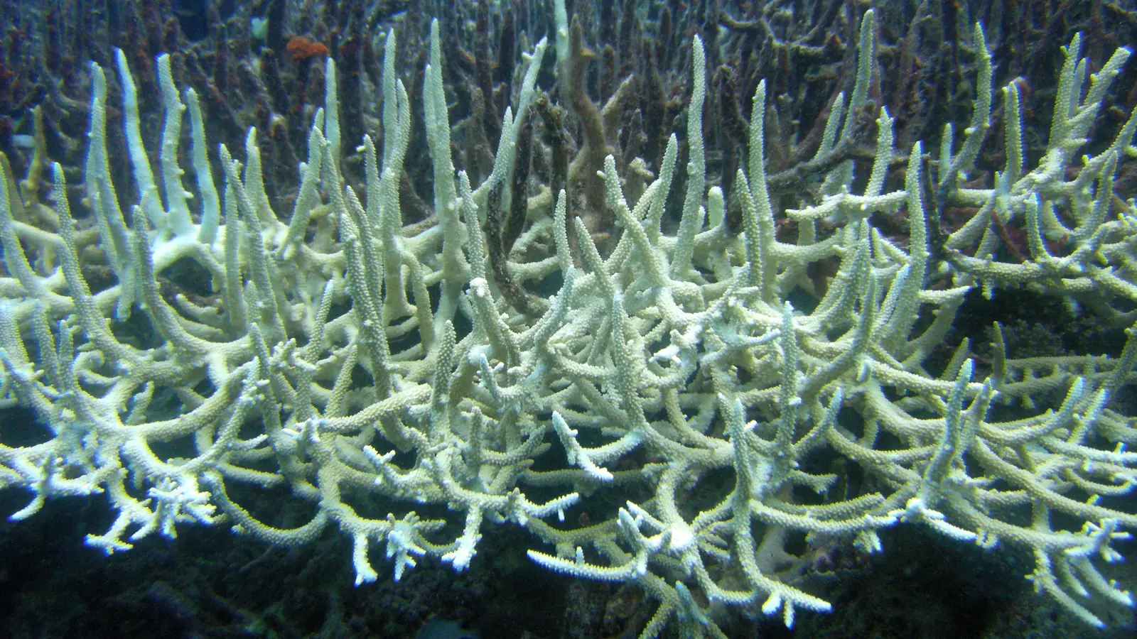 Coral branqueado no fundo do mar