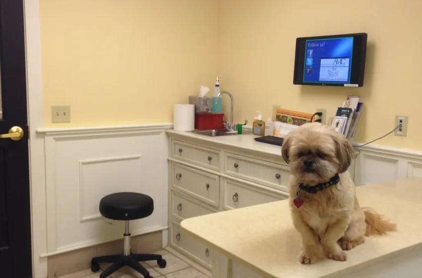  Hospital Veterinário Municipal de Natal passa a oferecer consultas on-line gratuitas para cães e gatos