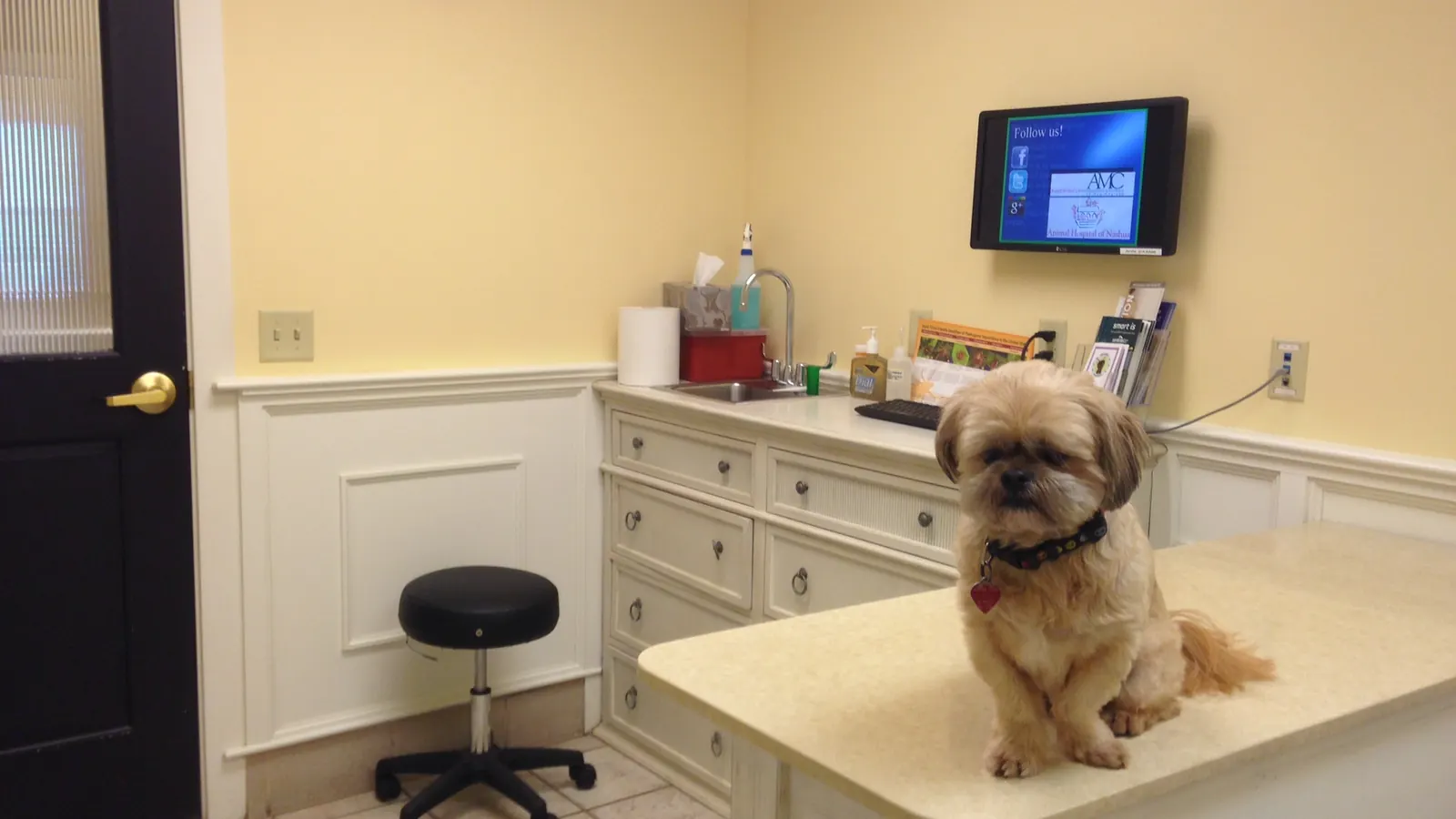 Cão sendo examinado em consultório veterinário