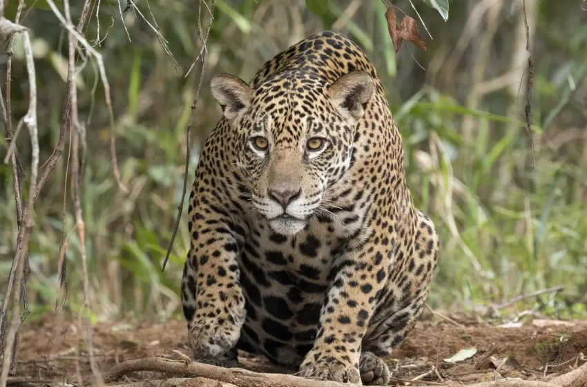 Onça-pintada agachada à beira da mata, olhando para a câmera