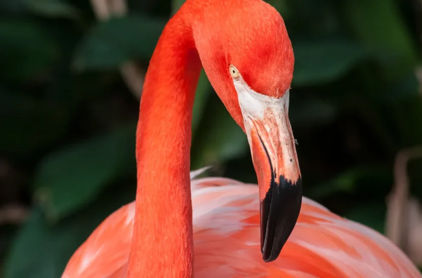 Flamingo-vermelho em lago
