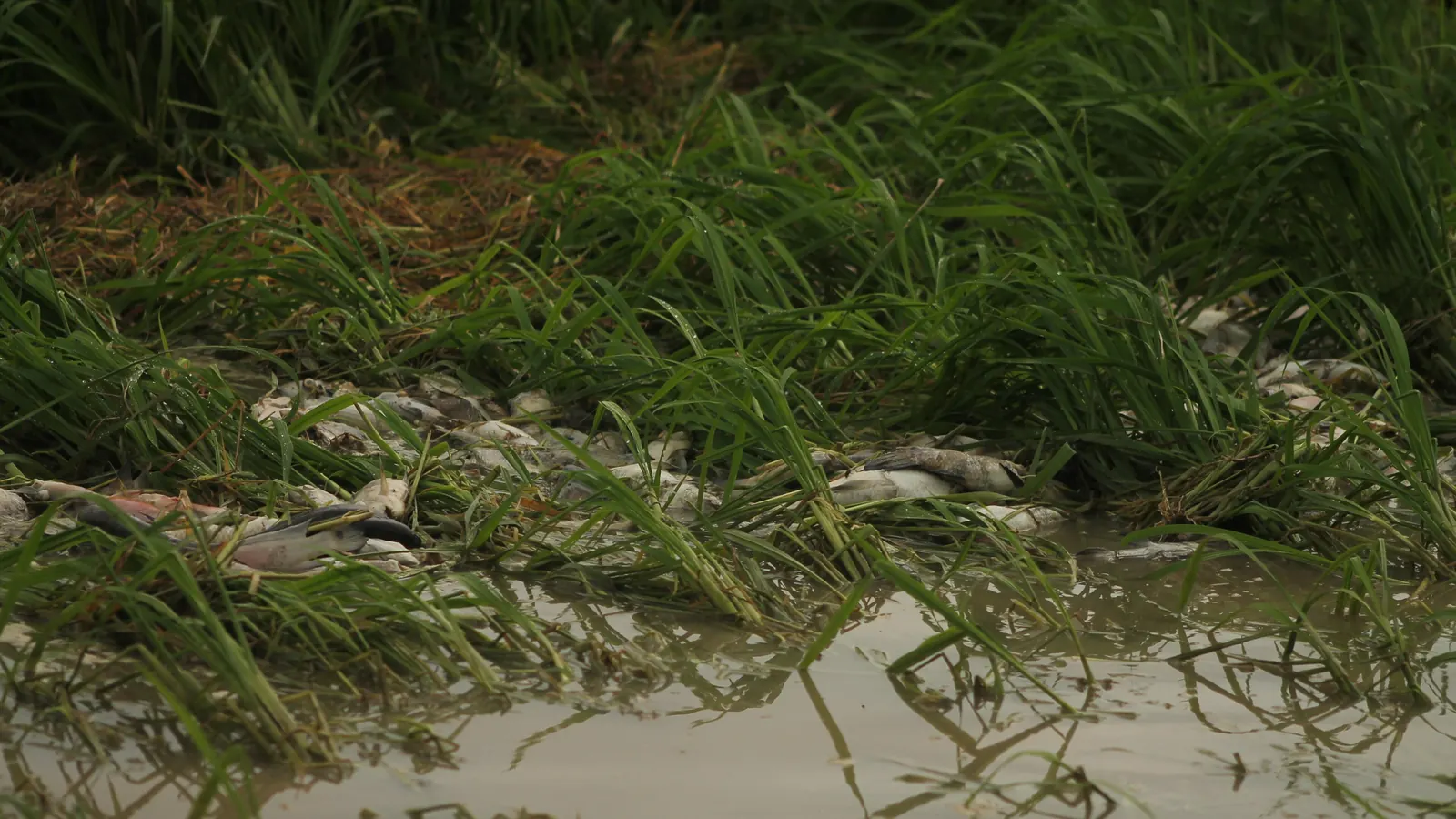 Peixes mortos em canal de água durante período de seca
