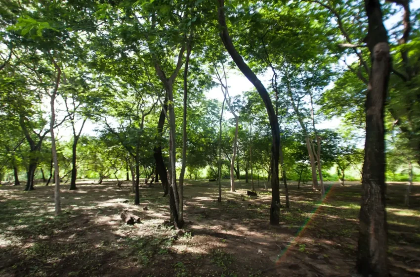 Margem do Rio Poti com vegetação, em Teresina